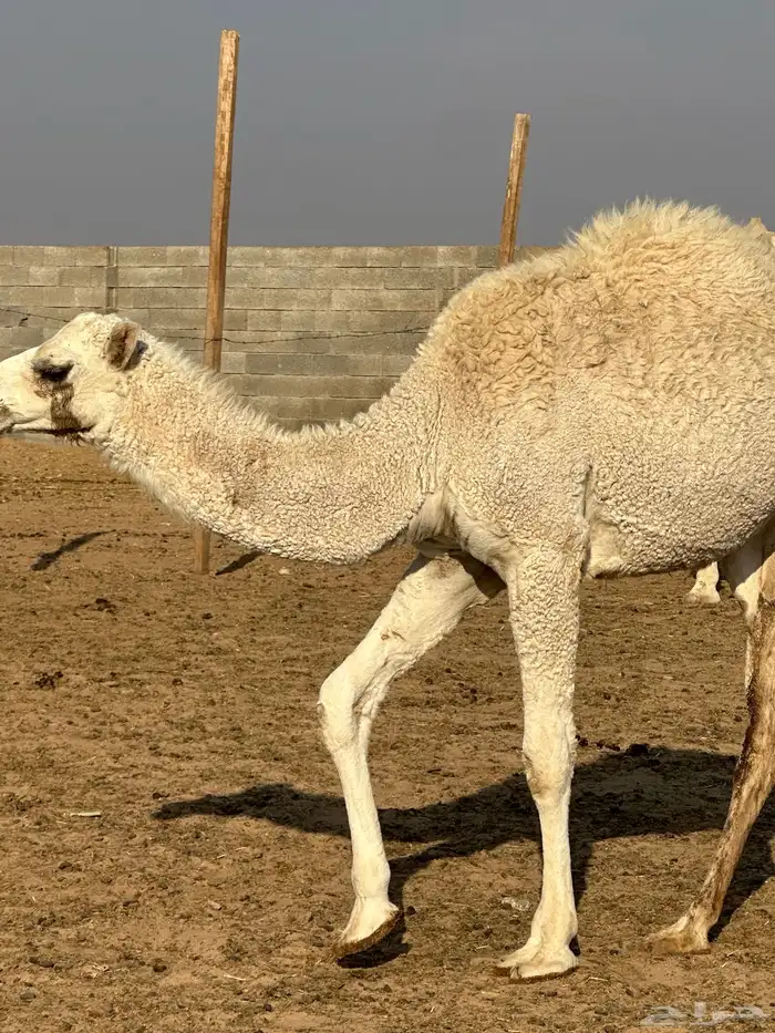 بكره للبيع مغلقة شحم 1