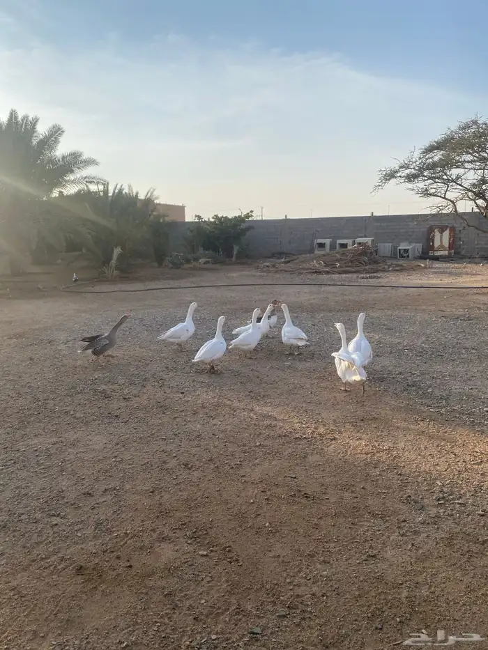 وز بلدي للبيع 1