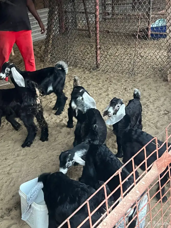 تيوس للبيع العدد (9) شررط صحه ونظافه 1