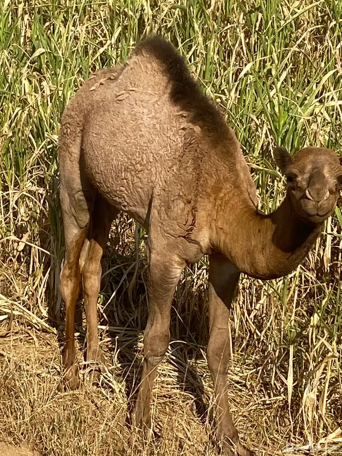 قعود. على الحليب والمرعى العمر سبعه شهور. للبيع 2