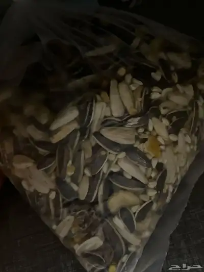 همستر للبيع index