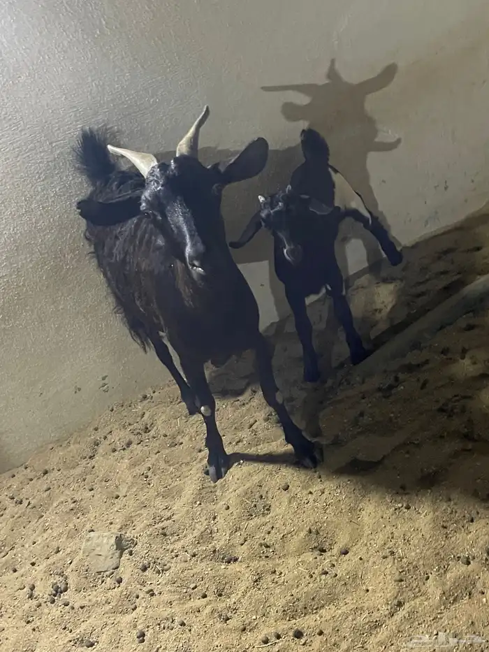 معزا ثلاث يتبعها ثلاث 6