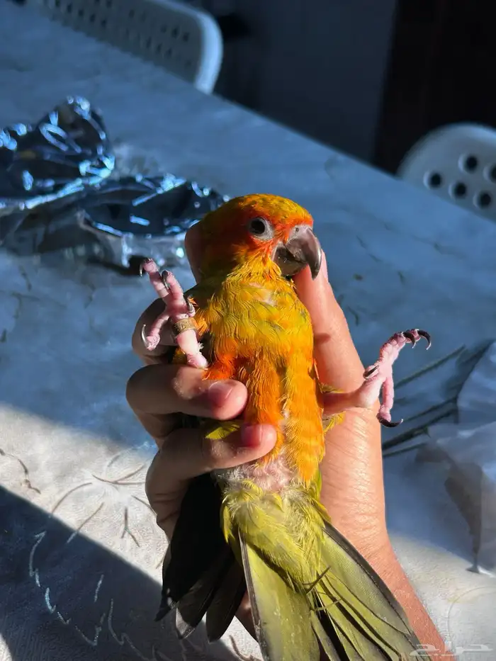 فرخ صن كنيور مجنون غر 2