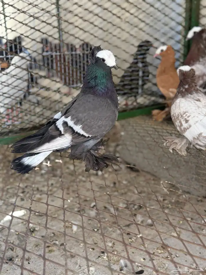 حمام ساكسون 12