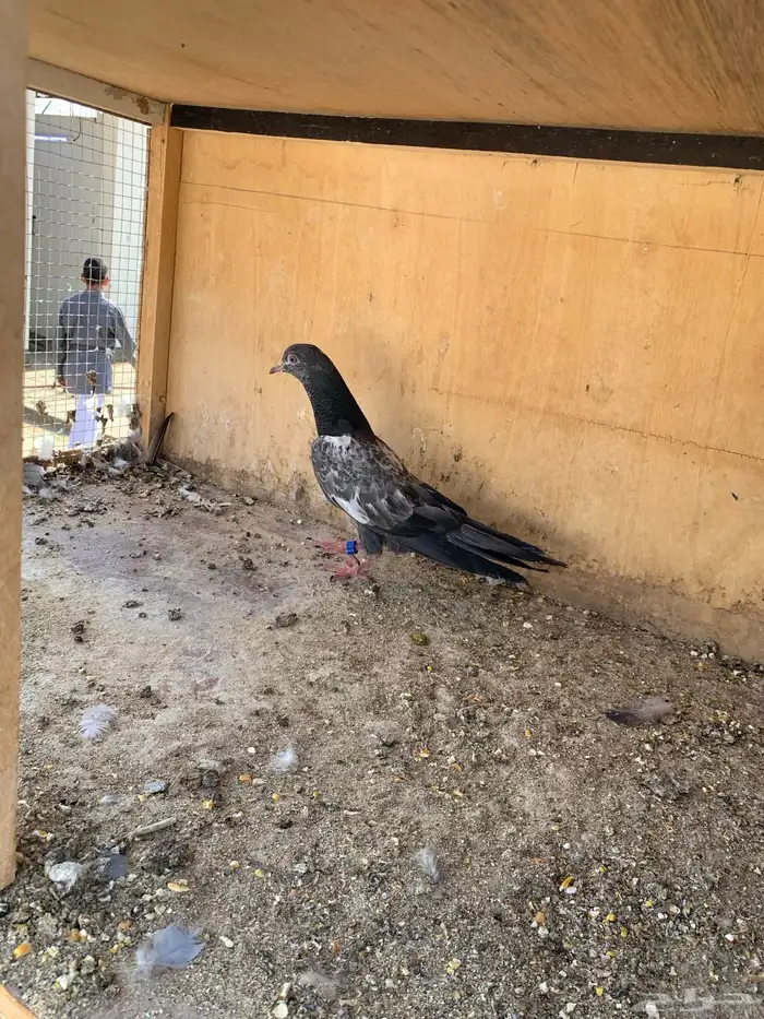 حمام بكستاني 6