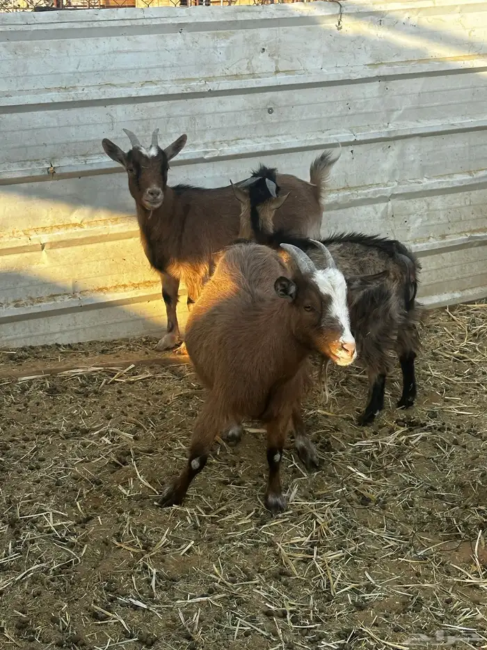 معز غزم العداد ثنين معزه وثلاثه تيوس ودفيع المعزه 0