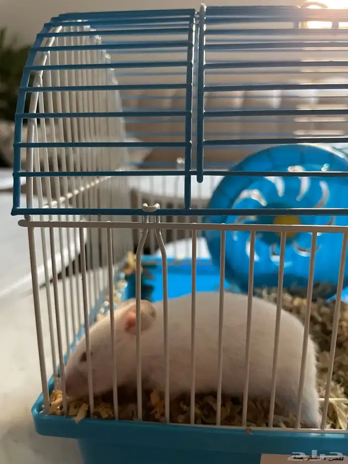 طيور و هامستر 5