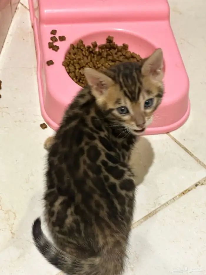 قطط بنغال للبيع مستويات قوية 5