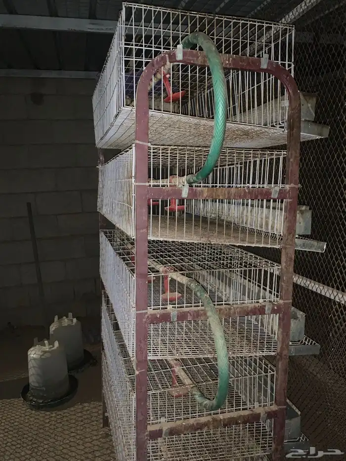 بطارية سمان لجمع البيض 0