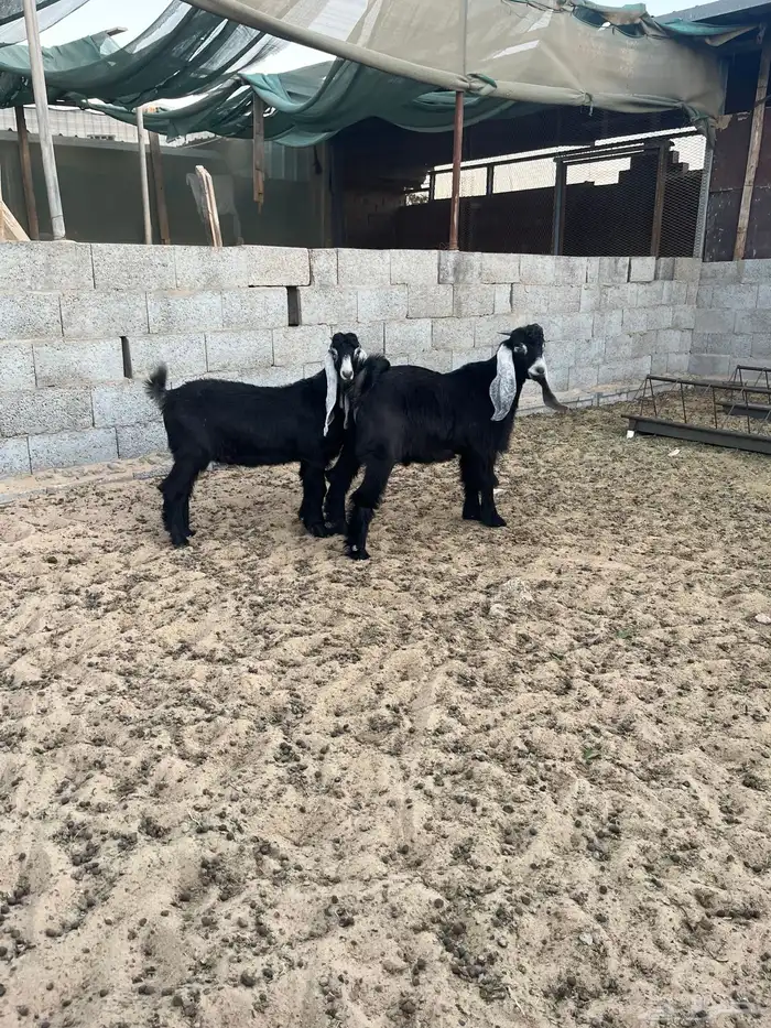 عدد2 تيوس عارضية طيبة للبيع 0