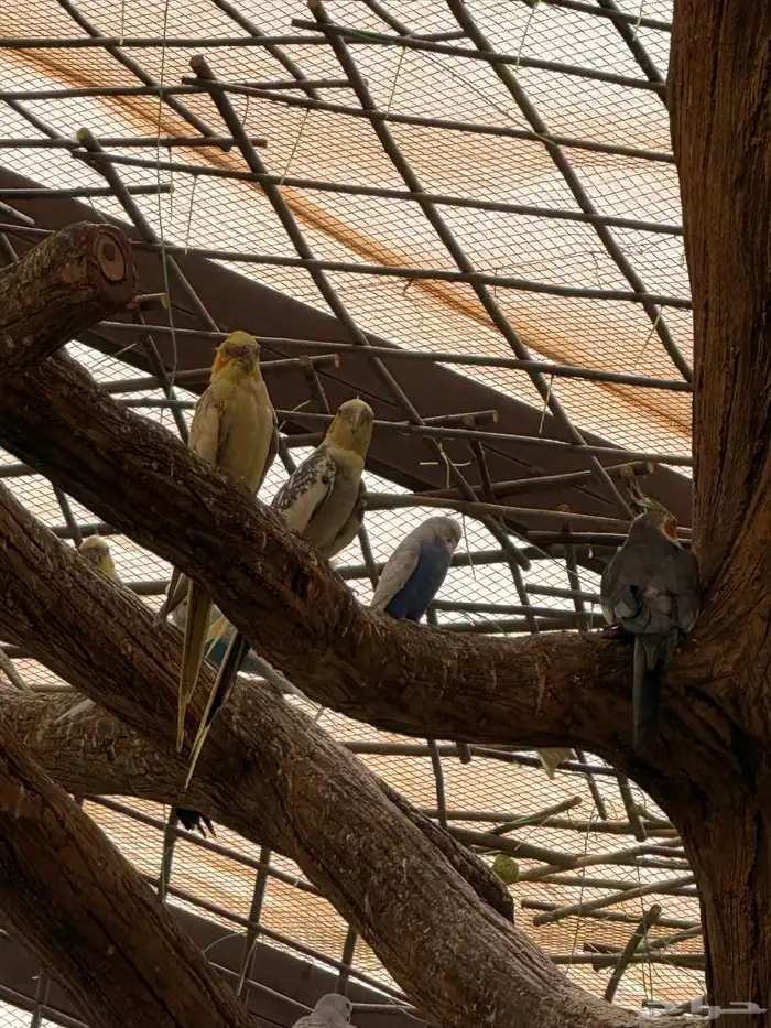 طيور للبيع 18