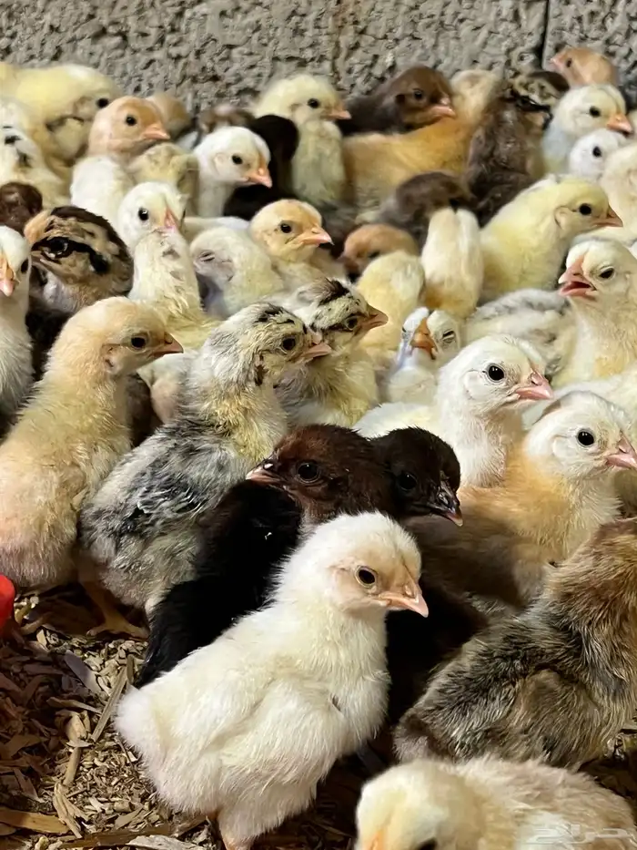 صوص دجاج بلدي 0