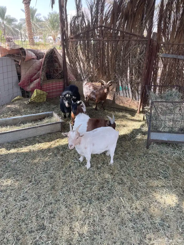 ماعز قزمي اصل 0