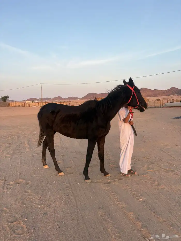 نجران الحصينيه سائلة غزال 2