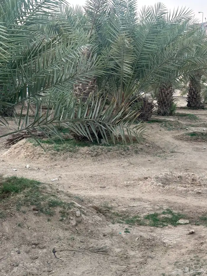 نخل مثمر نوايع 4