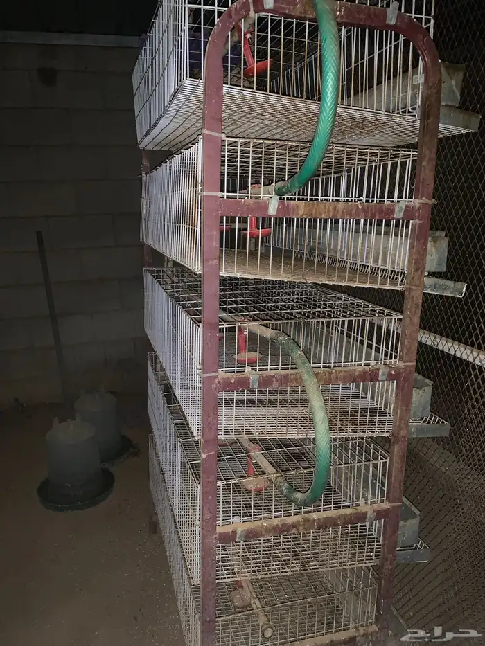 بطارية سمان لجمع البيض 1