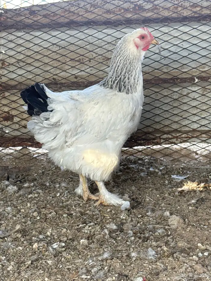 دجاج براهما 2 ديك 1دجاجه الصحه شرط 1