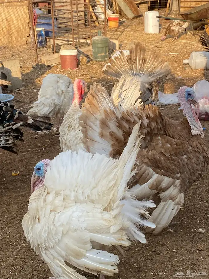 دجاج وديوك رومي 2