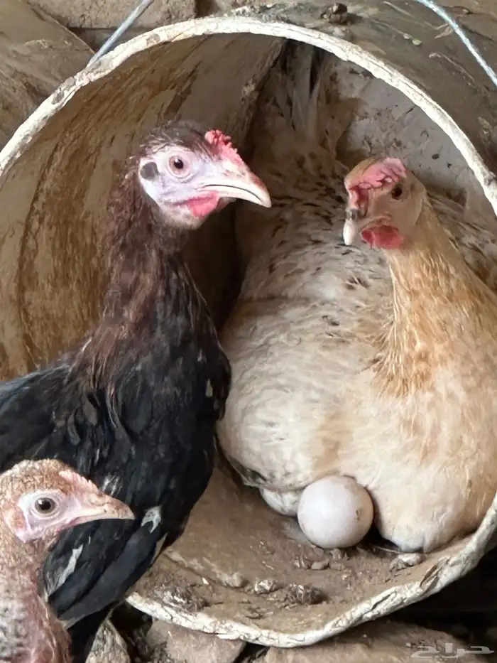 دجاج بلدي حضان 6