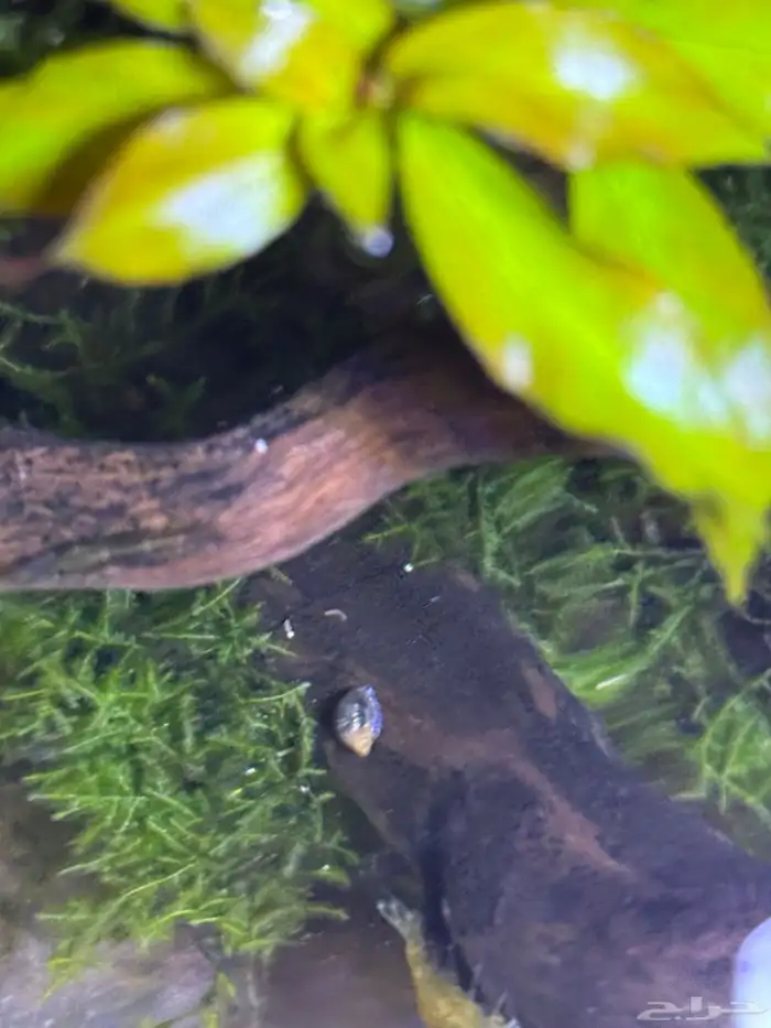 حلزون للبيع 0