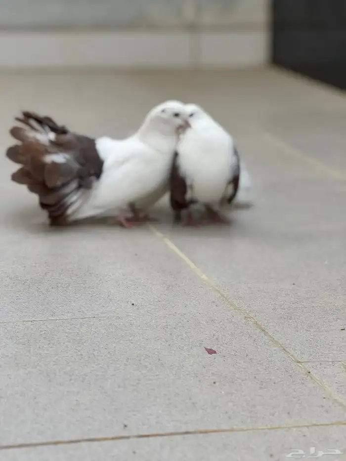 ( حمام هندي   مربى تربية نظيفه ) 2