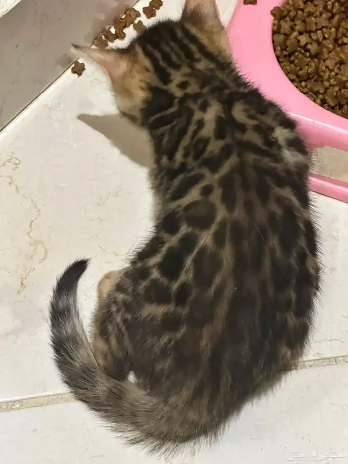 قطط بنغال للبيع مستويات قوية 4