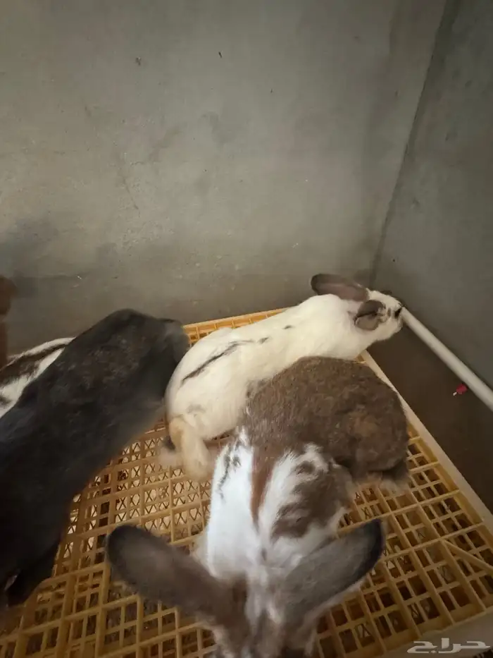 امهات ارانب للبيع 3