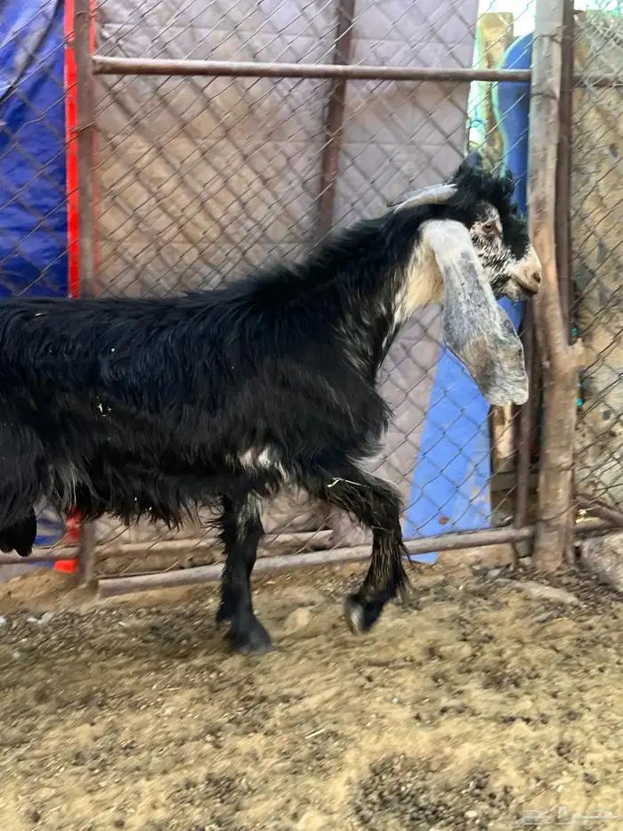 تيس فحل صنف تو ماهد ف الحلال عمره 7 شهور 0