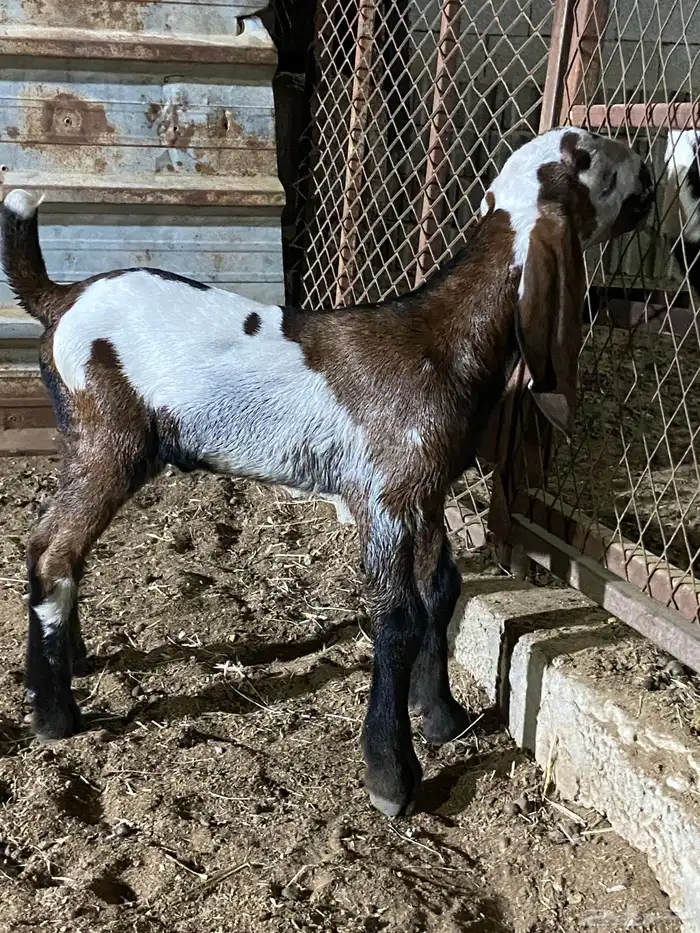 2 تيوس هندية بيور 1