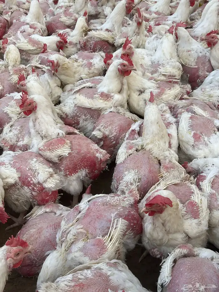 دجاج ابيض 4كيلو على 35 0