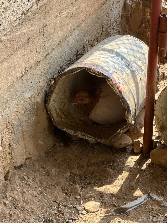 دجاج بلدي حضان 8