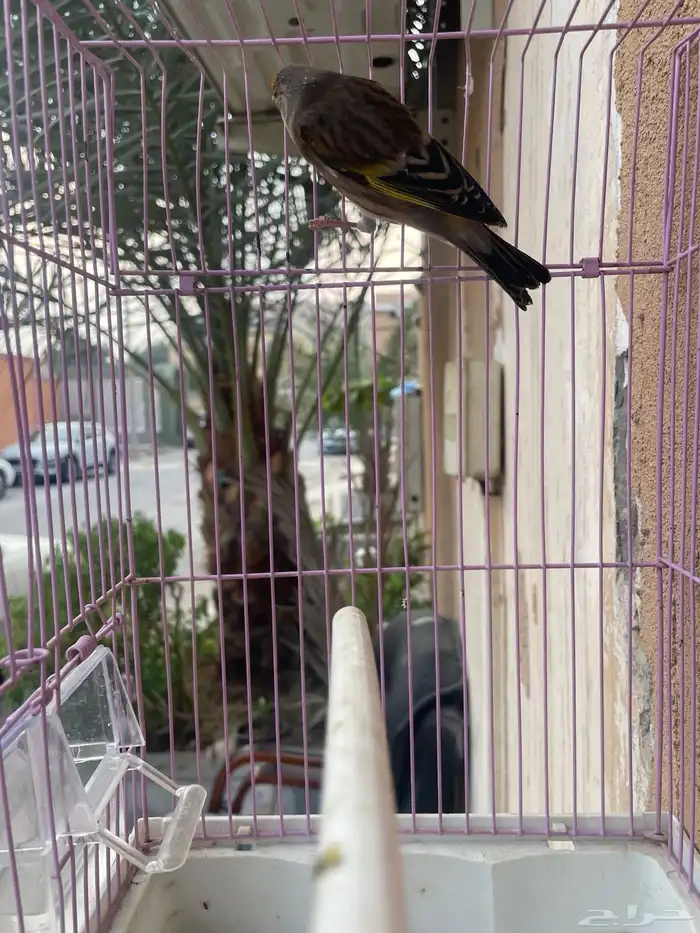 بندوق حسون تغريد 1