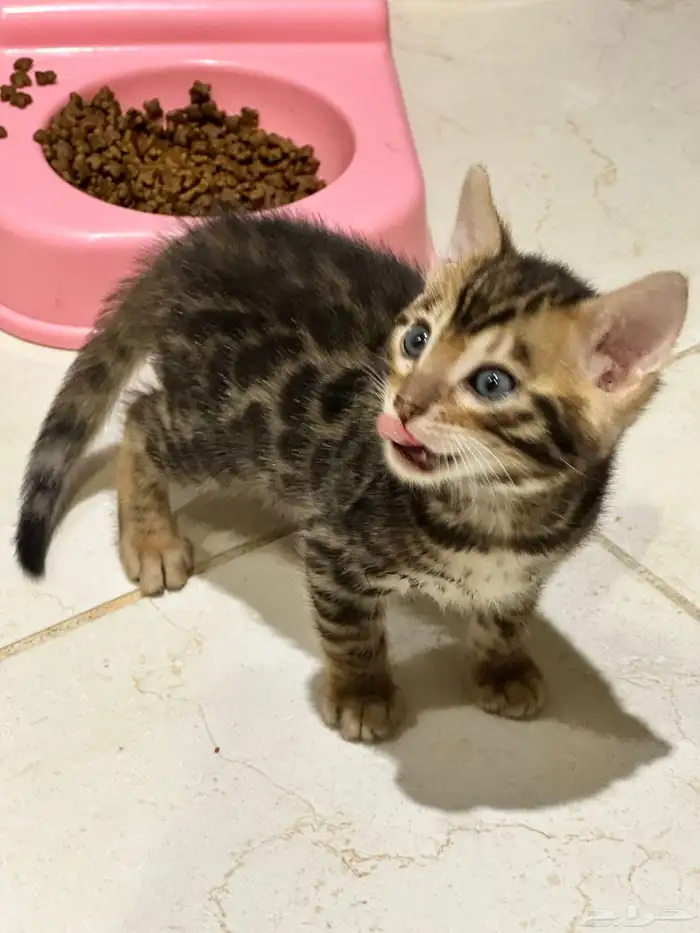 قطط بنغال للبيع مستويات قوية 0