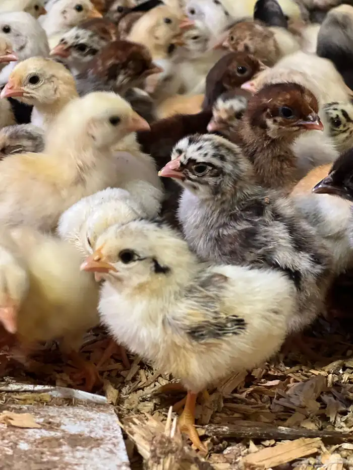 صوص دجاج بلدي 2