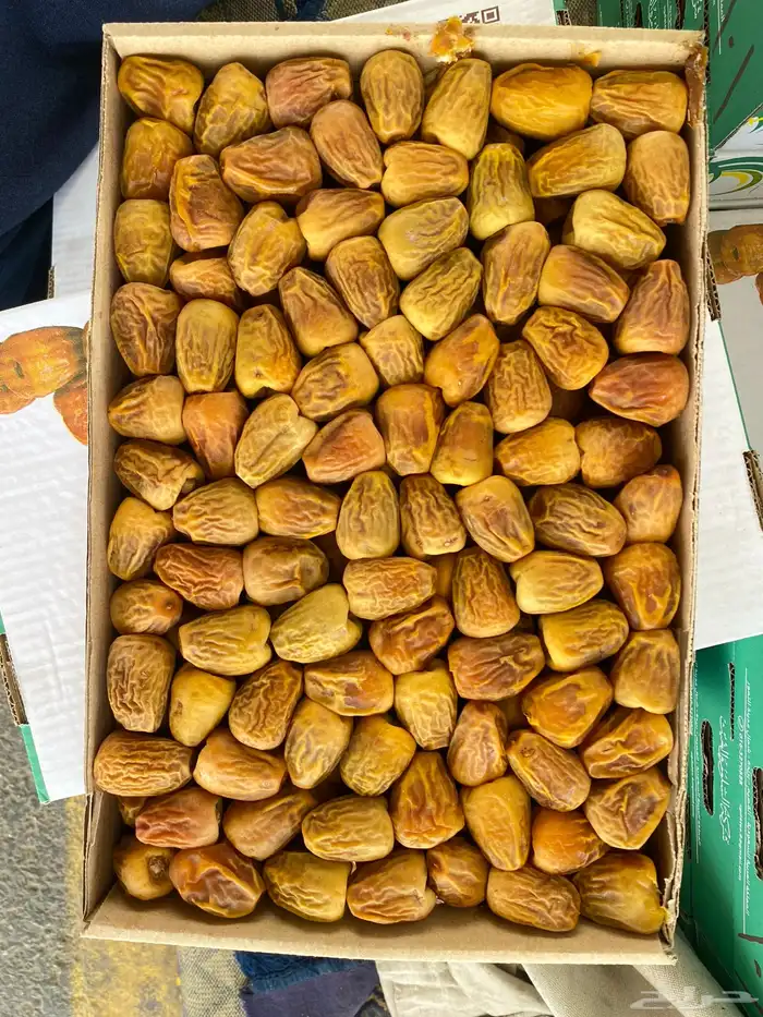 سكري مفتل رقم 1 0