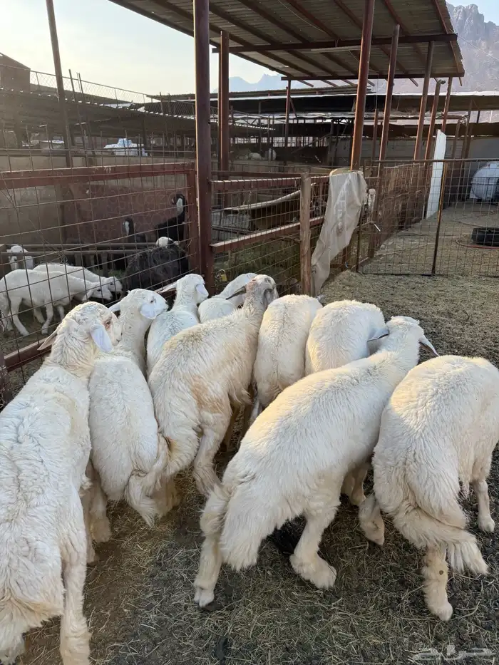 طليان وتيوس ذبائح نظيفه ع الشررط ( سلخ وتوصيل ) 2