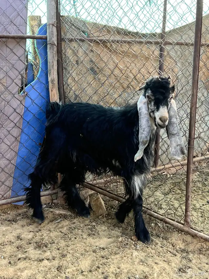 تيس فحل صنف تو ماهد ف الحلال عمره 7 شهور 3