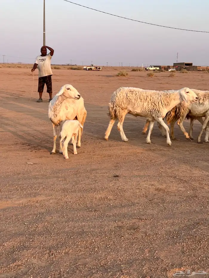 مراح حريات مواليد ولد 16