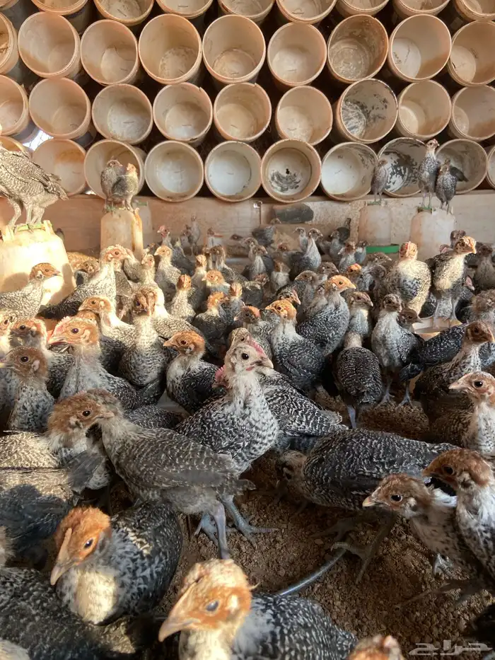 دجاج فيومي شبابي بالحناكيه 1