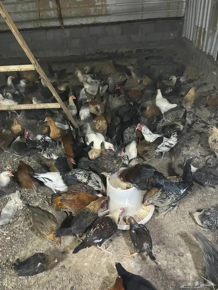 دومه الجندل 1