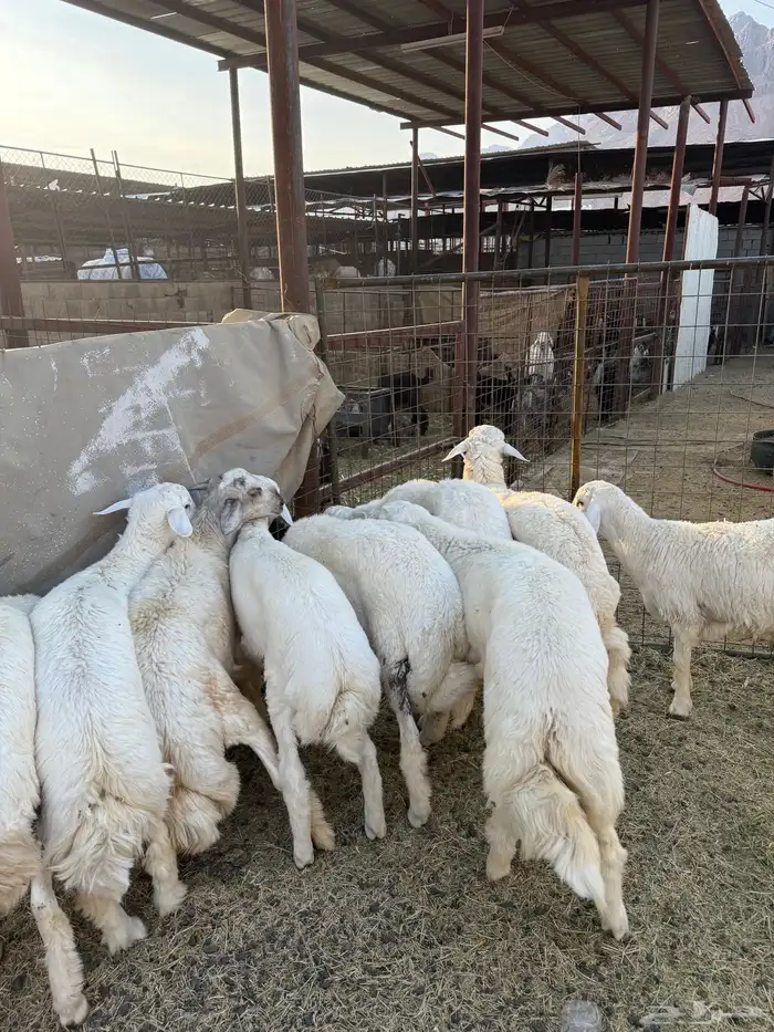 طليان وتيوس ذبايح نظيفه ع الشرط ( سلخ وتوصيل ) 5