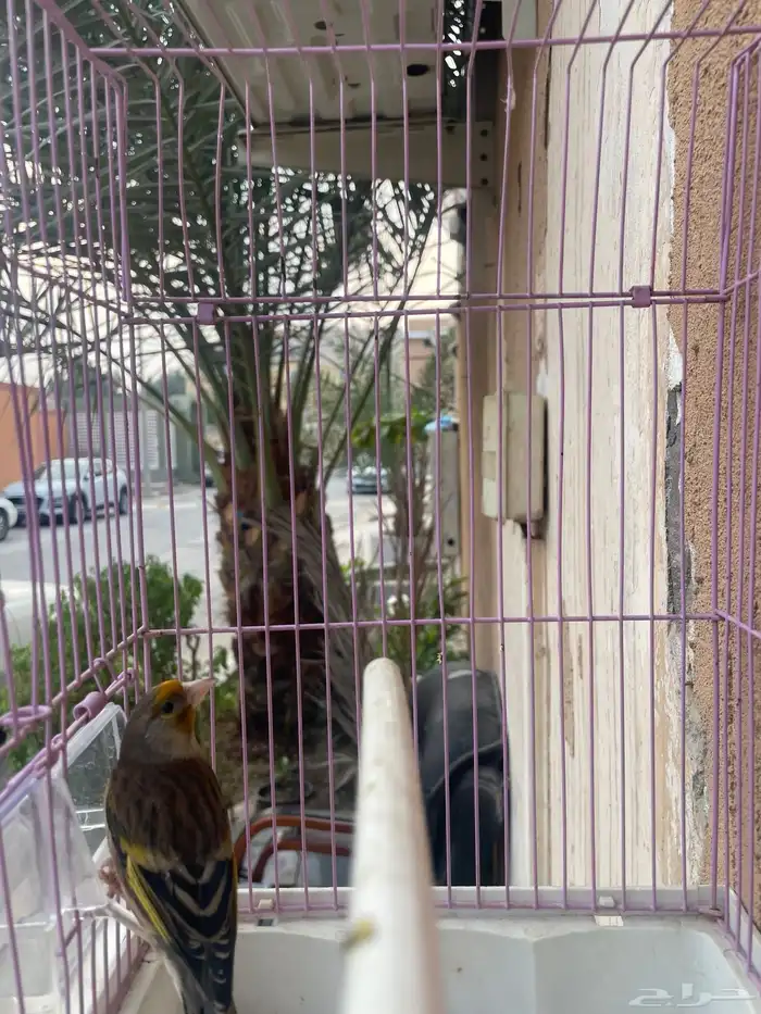 بندوق حسون تغريد 2