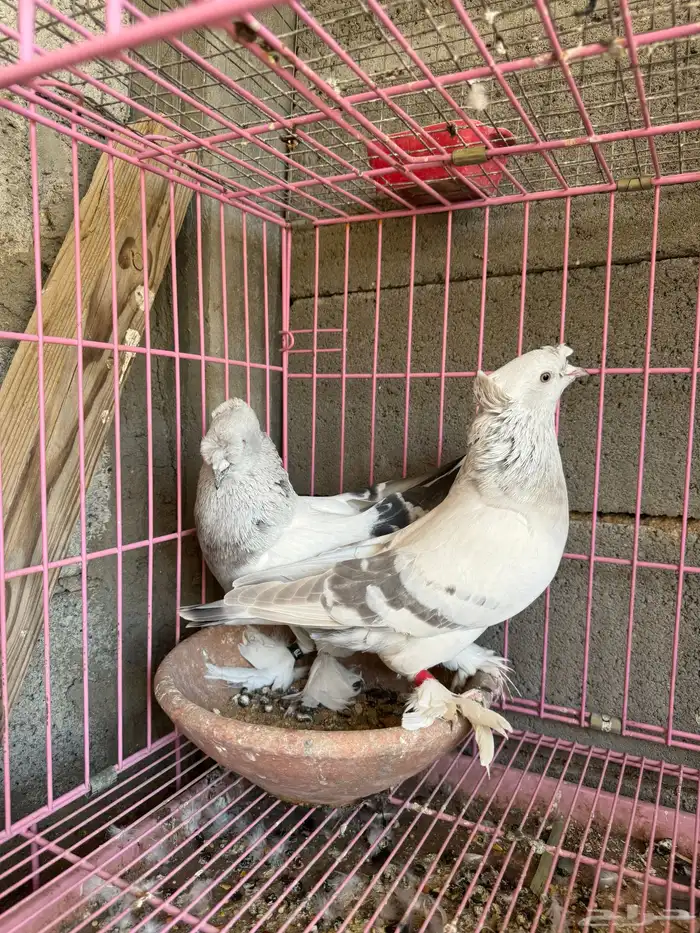 حمام تركي ثلجي للبيع 2