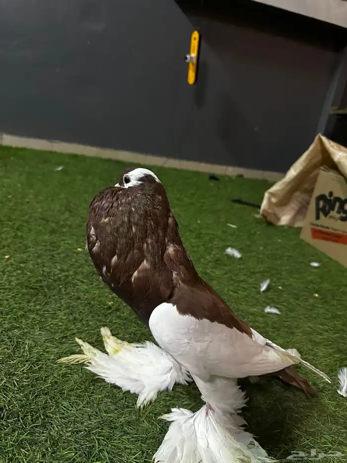 حمام زينه منتج نفاخ 22