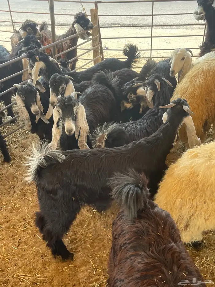 ذبايح عرب وتيوس 3