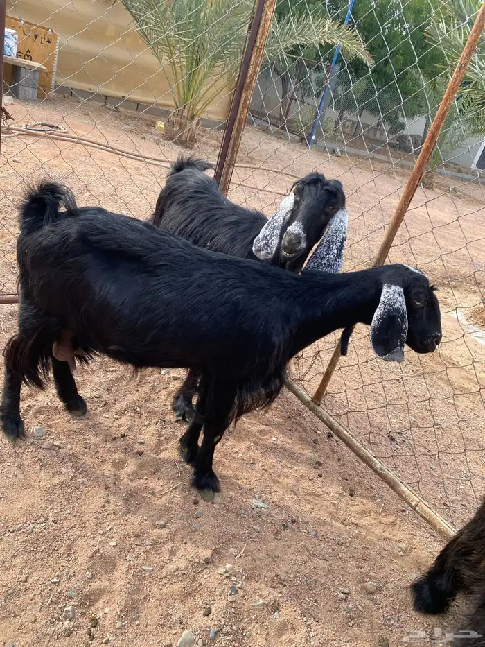 عنزين مضاريع - ولادة قريب - 0