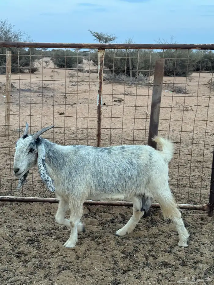 عنز حايل فول شحم 1