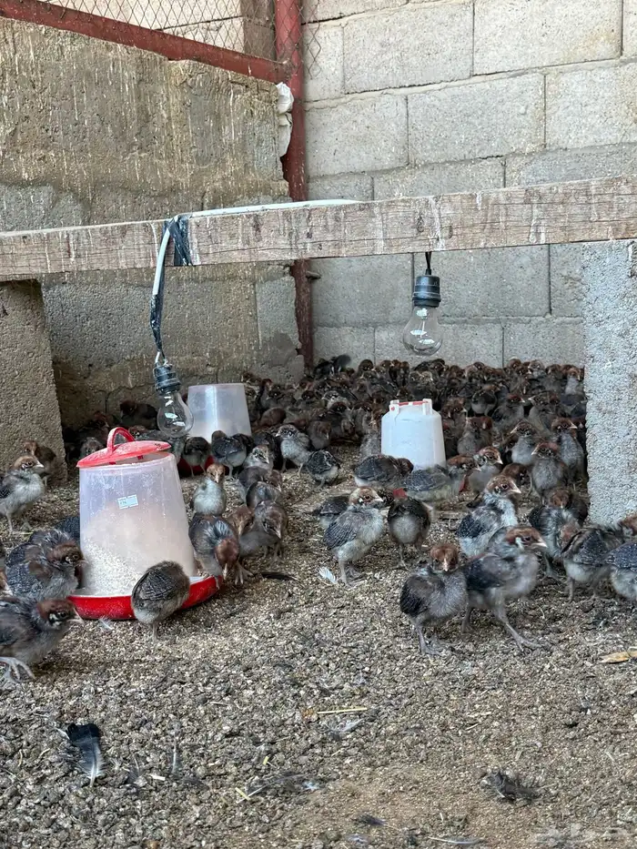 صيصان فيومي 0