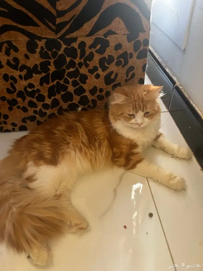 للتبني مستعجل  قط ذكر اليف جدا 1