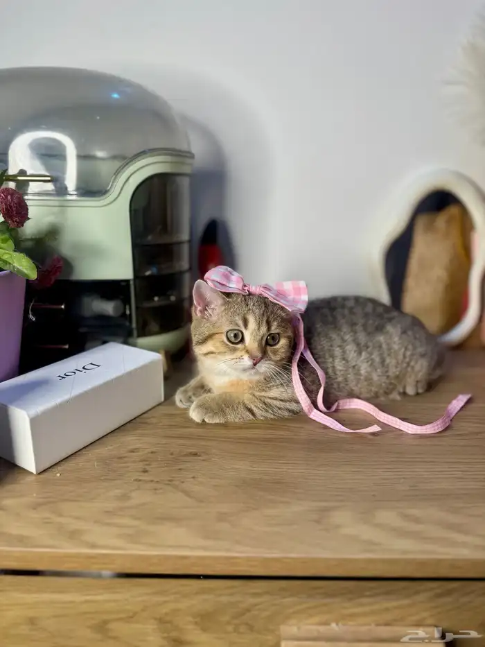 قطو سكوتش ستريت بيور للبيع 1